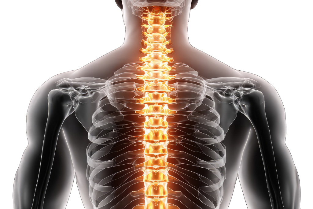 columna vertebral