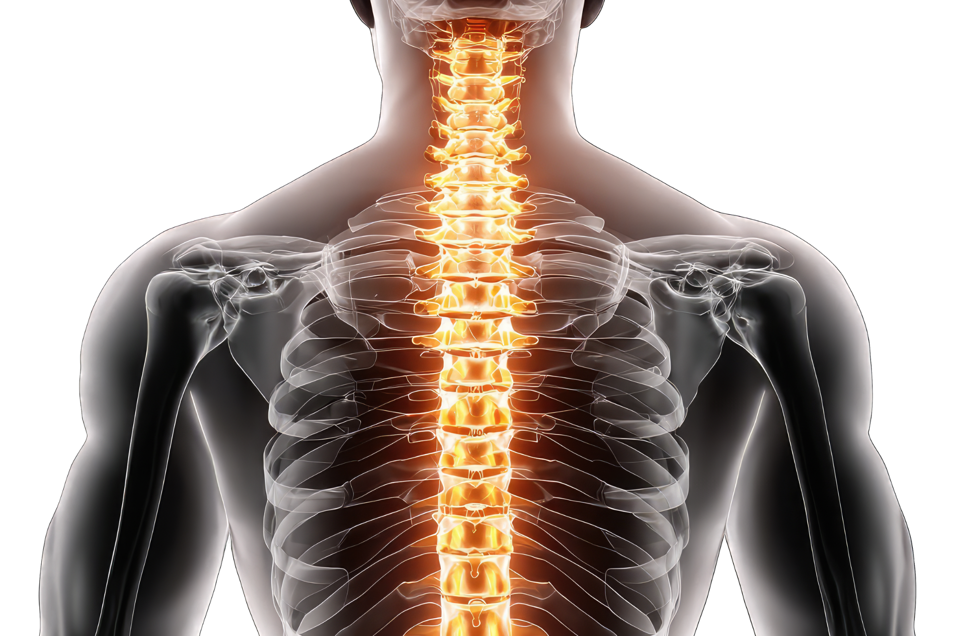 columna vertebral